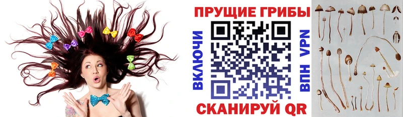 Псилоцибиновые грибы мухоморы  наркотики  Грязовец 